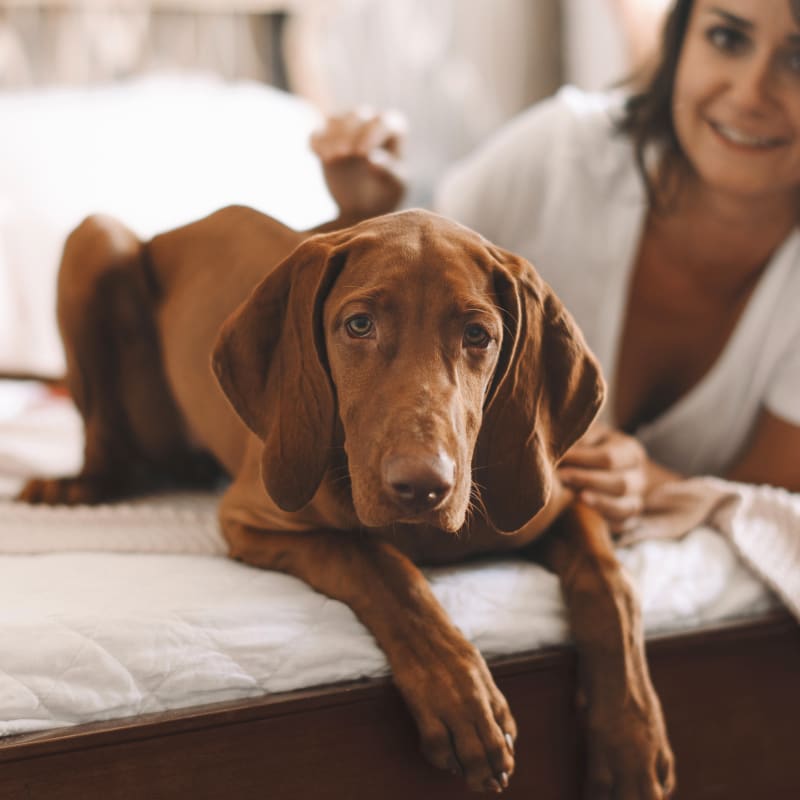 Bathing & Grooming, Picton Veterinarians