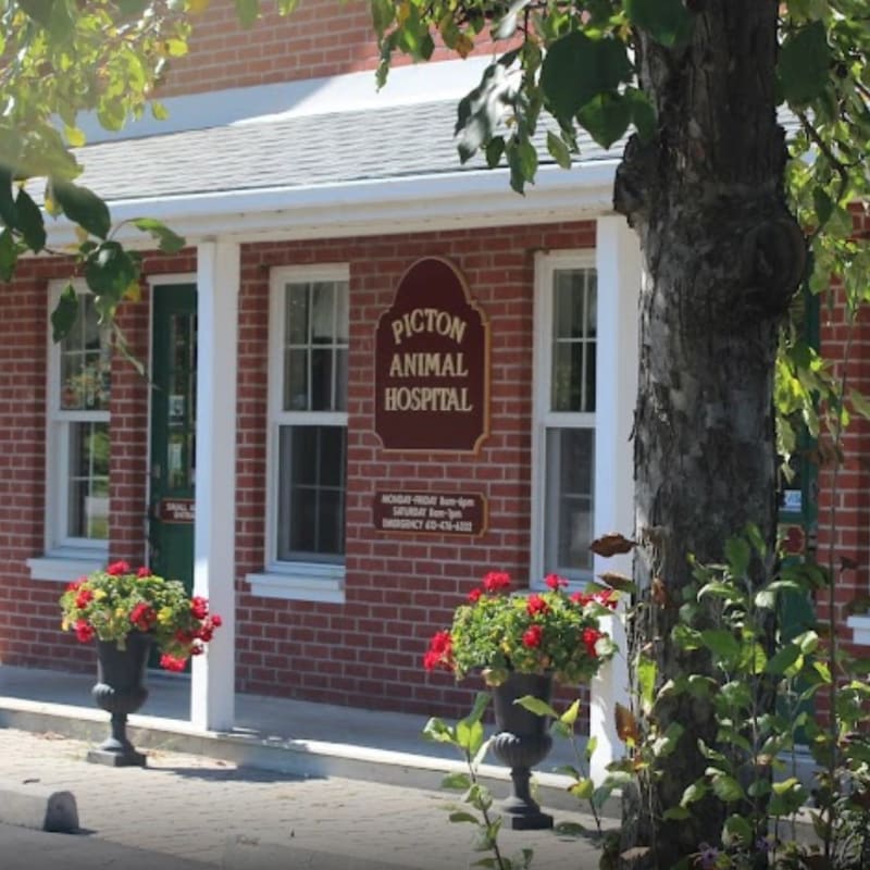 Picton Animal Hospital in Picton