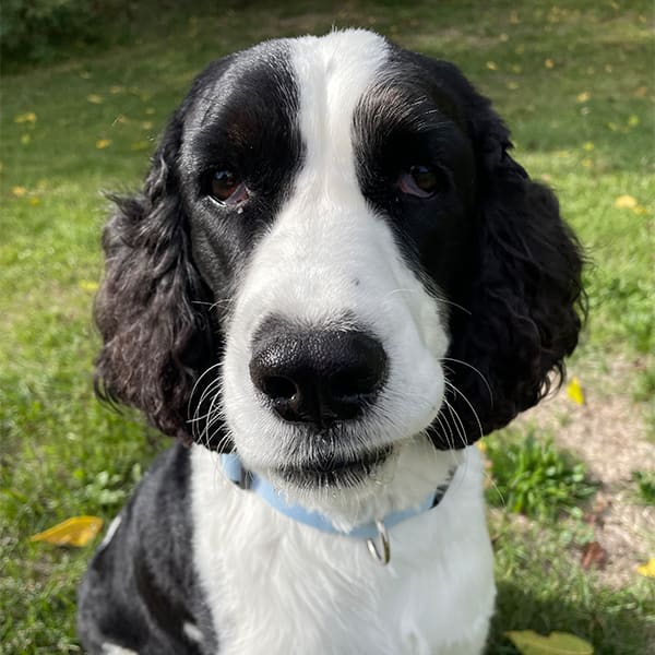 Dr. Vince Politi, Picton Veterinarian